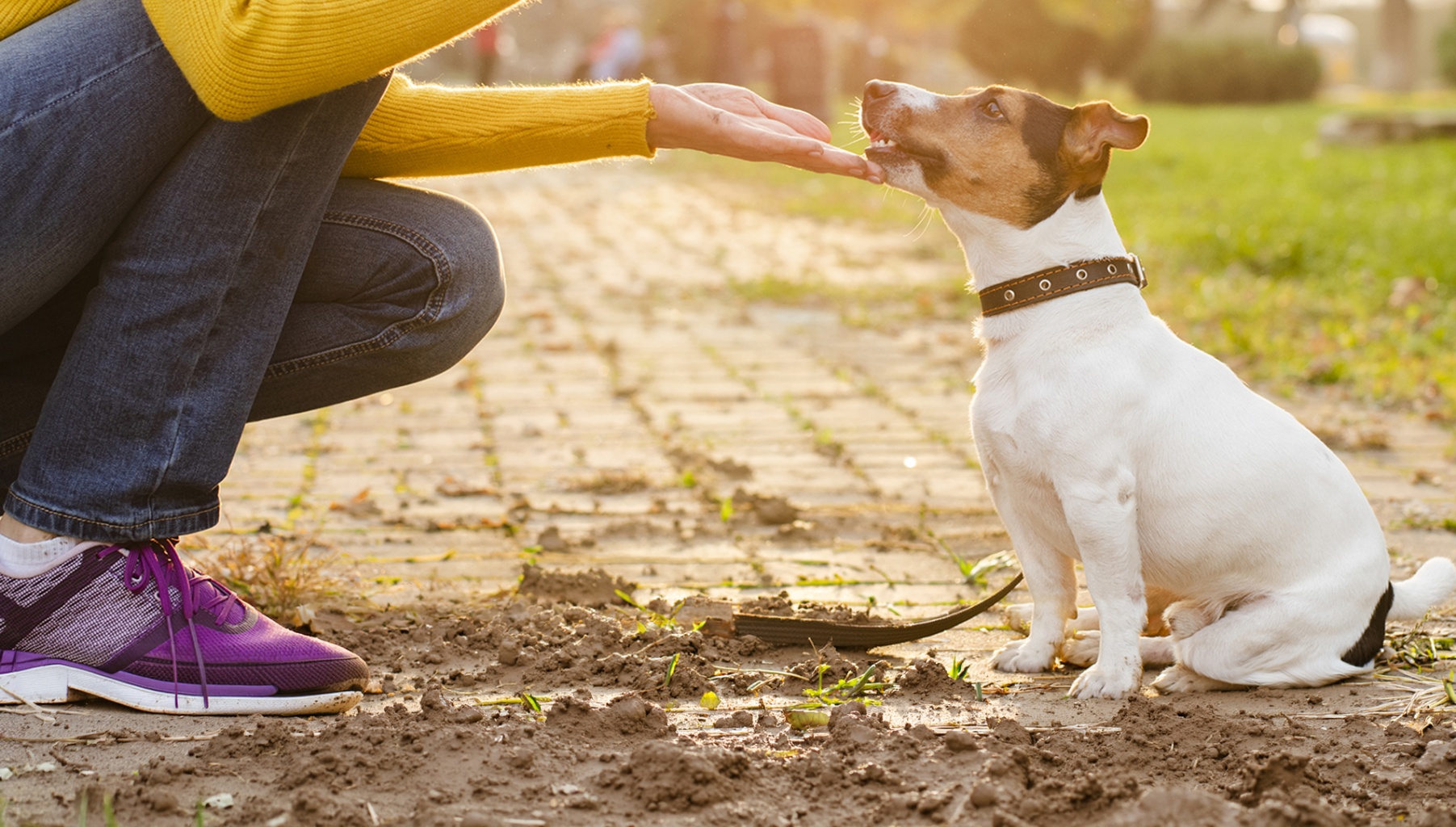 close-up-adorable-puppy-with-his-owner.jpg (560 KB)